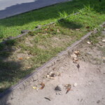 Leito ferroviário abandonado em direção à Bongaba