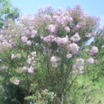 Leito ferroviário abandonado em direção à Bongaba