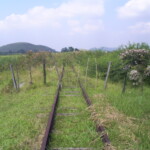 A pioneira ferrovia abandonada no meio da mata