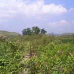 Trecho abandonado da EF Mauá